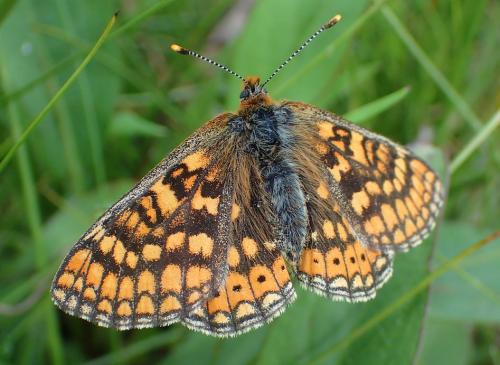 Réf. 208 757 : Euphydryas aurinia